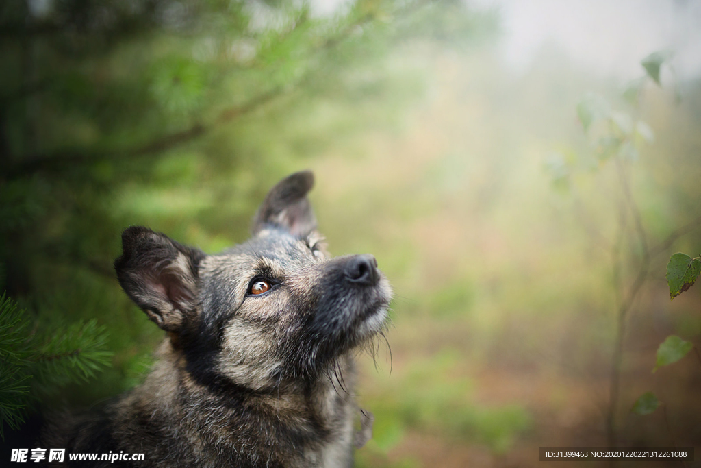 动物 宠物 狗 猫 生物世界