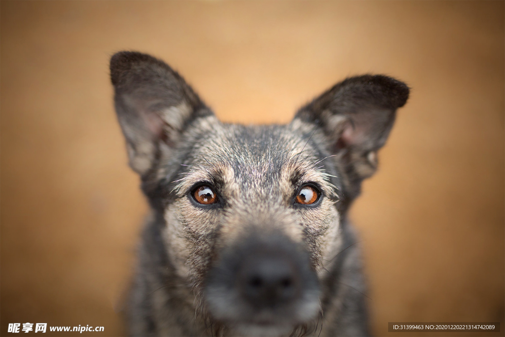 动物 宠物 狗 猫 生物世界