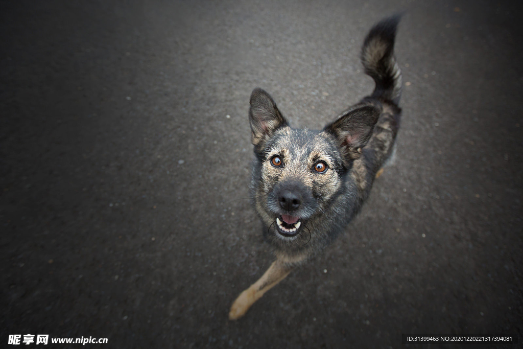动物 宠物 狗 猫 生物世界
