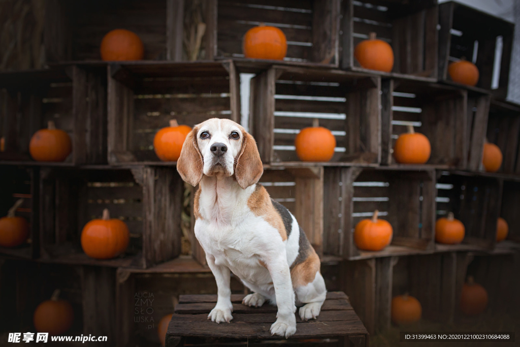 动物 宠物 狗 猫