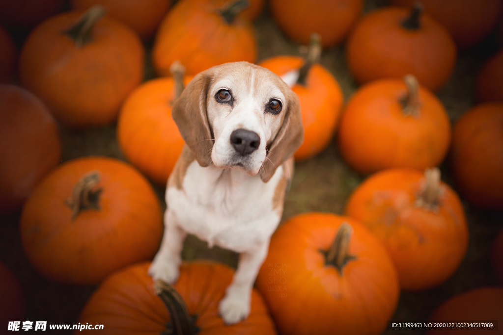 动物 宠物 狗 猫