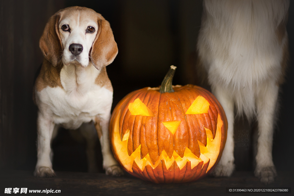 动物 宠物 狗 猫