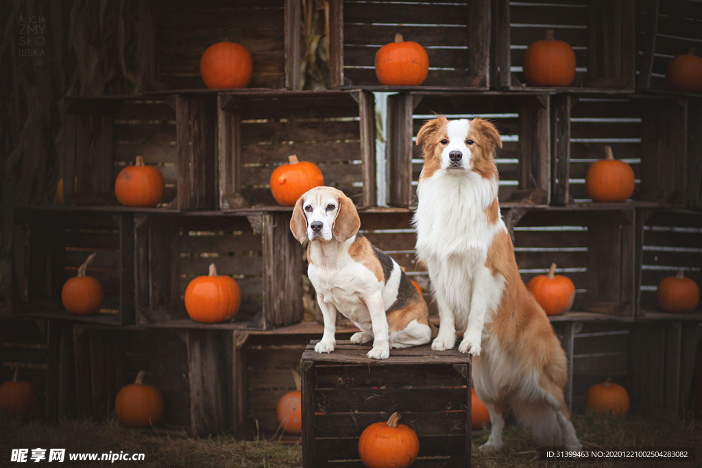 动物 宠物 狗 猫