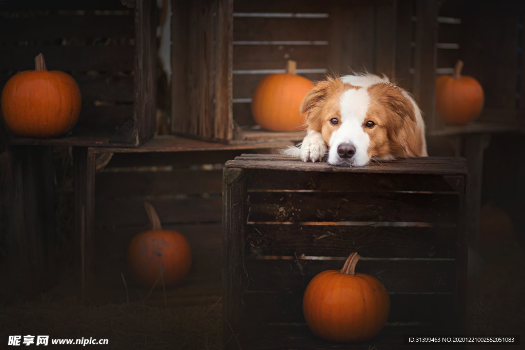 动物 宠物 狗 猫