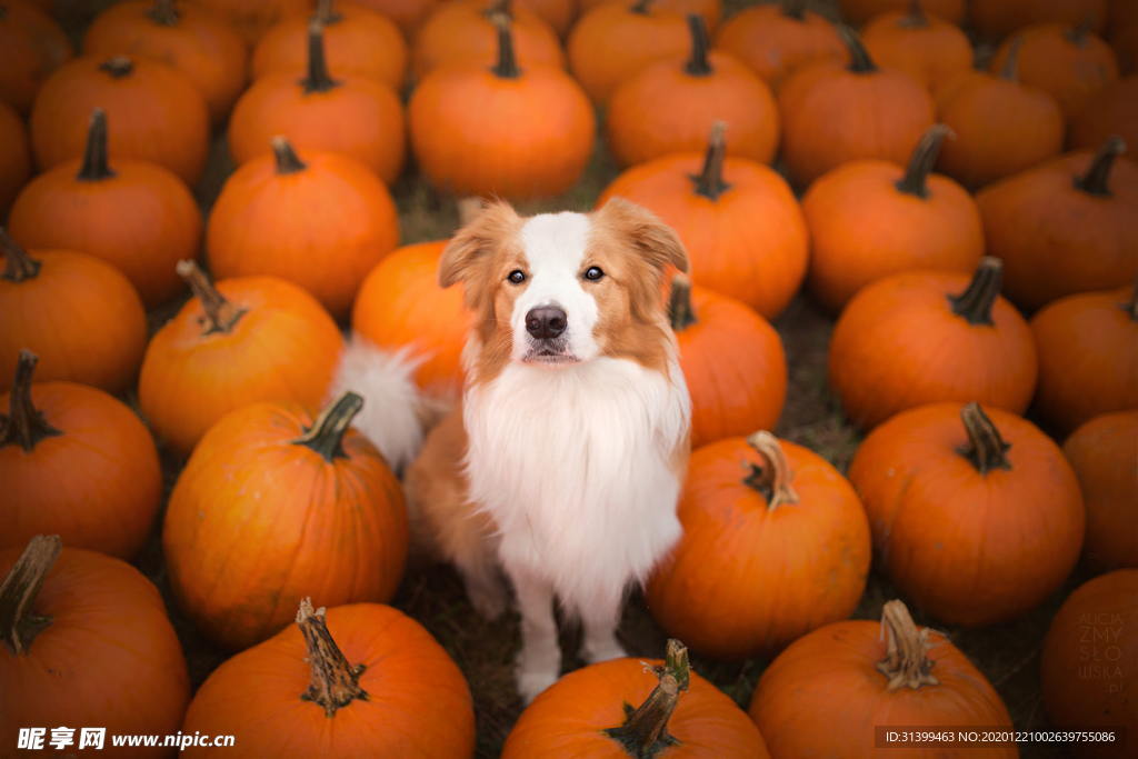 动物 宠物 狗 猫