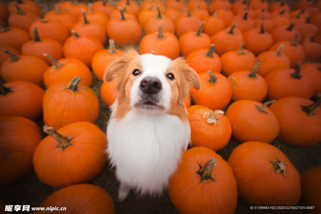 动物 宠物 狗 猫