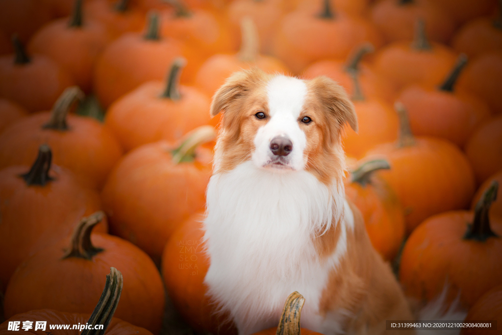 动物 宠物 狗 猫