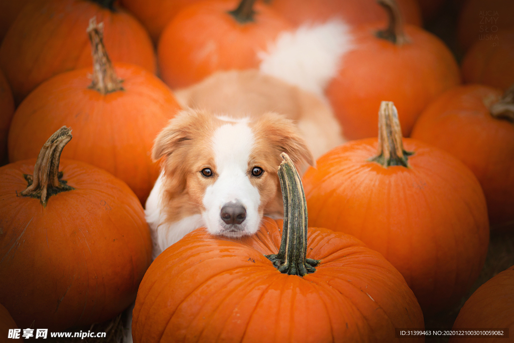 动物 宠物 狗 猫