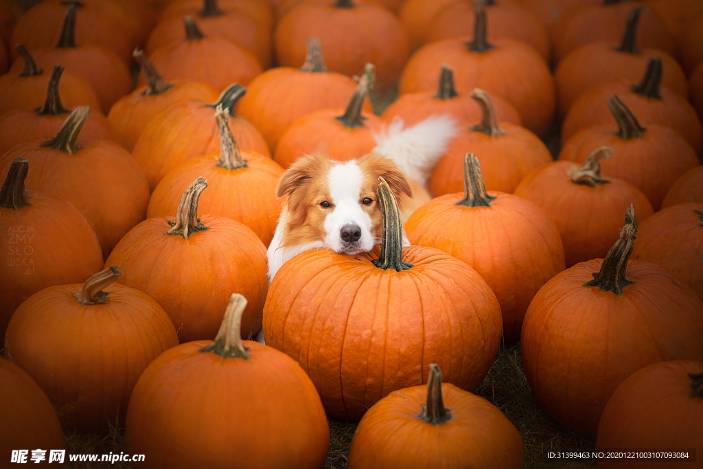 动物 宠物 狗 猫