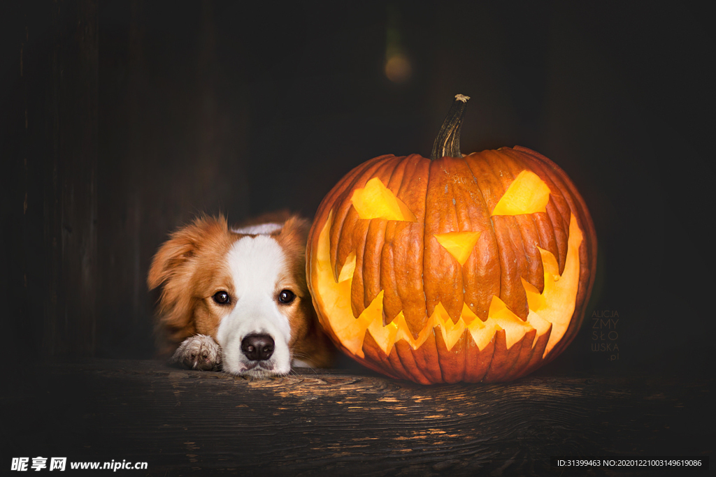 动物 宠物 狗 猫