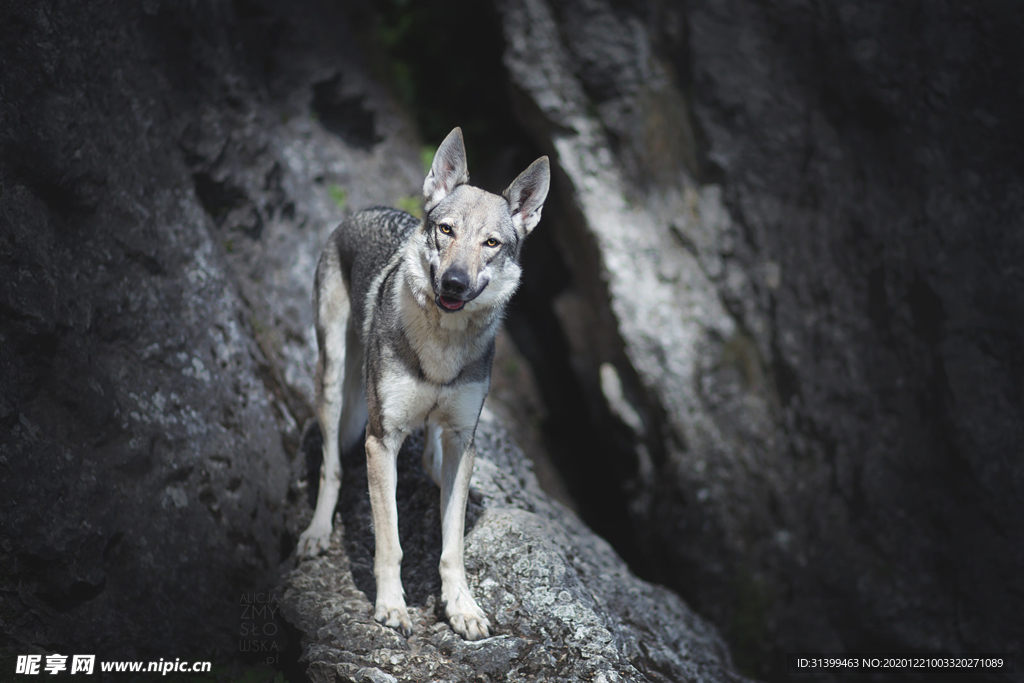 动物 宠物 狗 猫