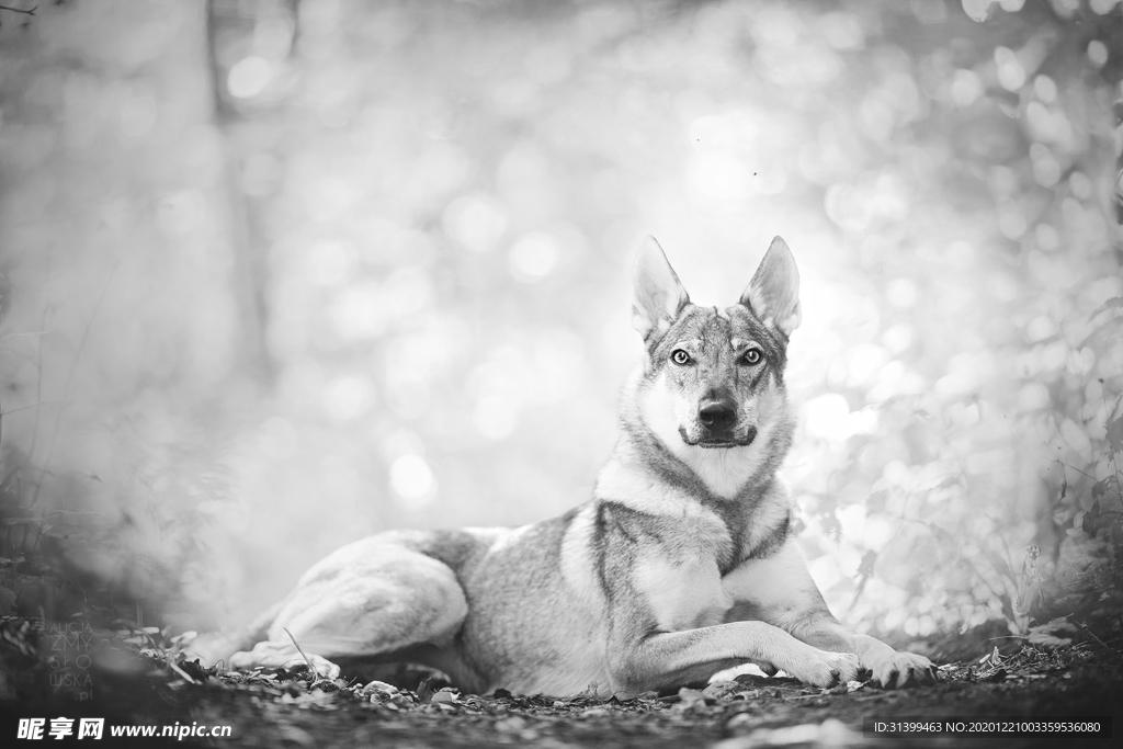 动物 宠物 狗 猫