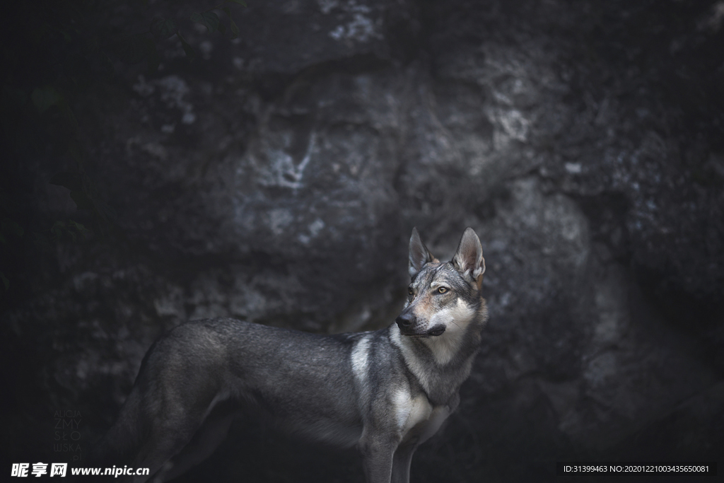 动物 宠物 狗 猫