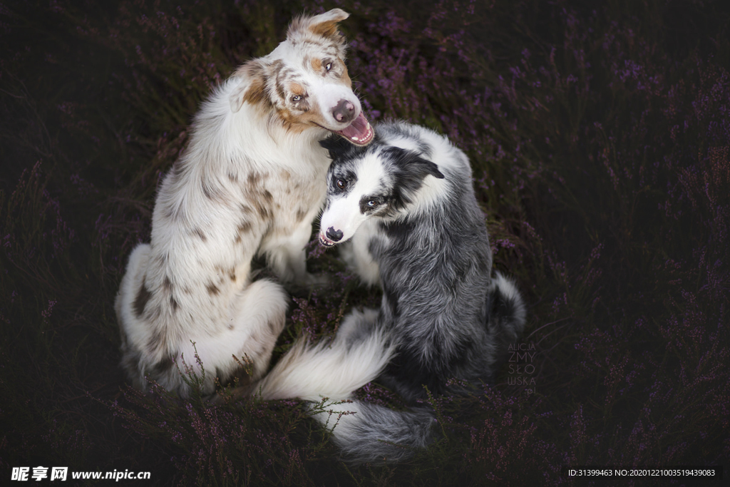 动物 宠物 狗 猫