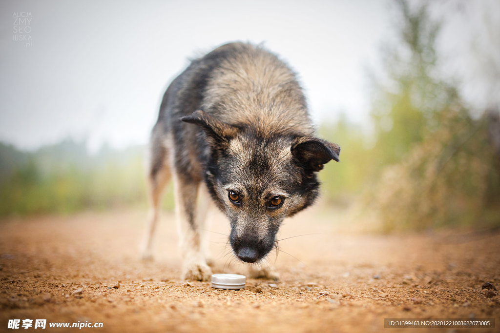 动物 宠物 狗 猫
