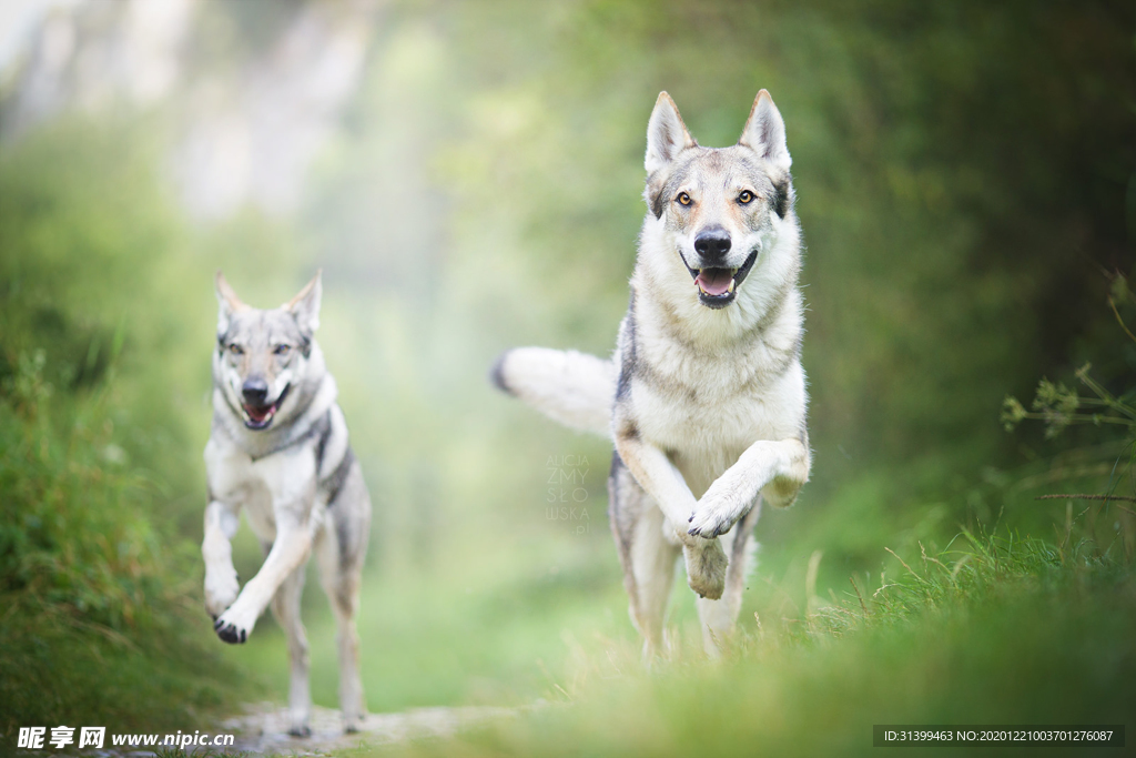 动物 宠物 狗 猫