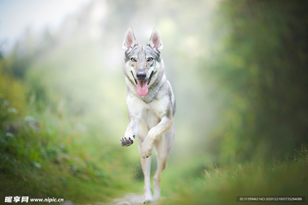 动物 宠物 狗 猫