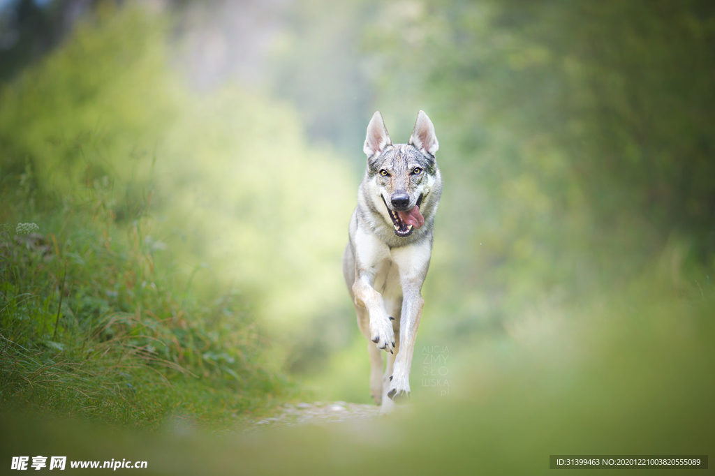 动物 宠物 狗 猫