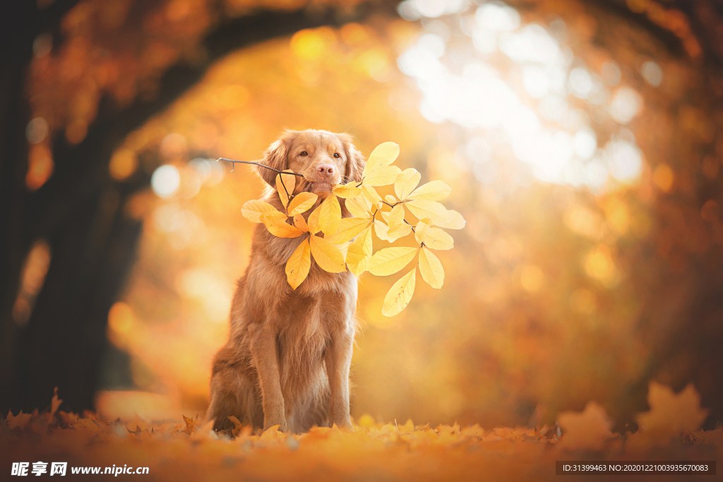 动物 宠物 狗 猫