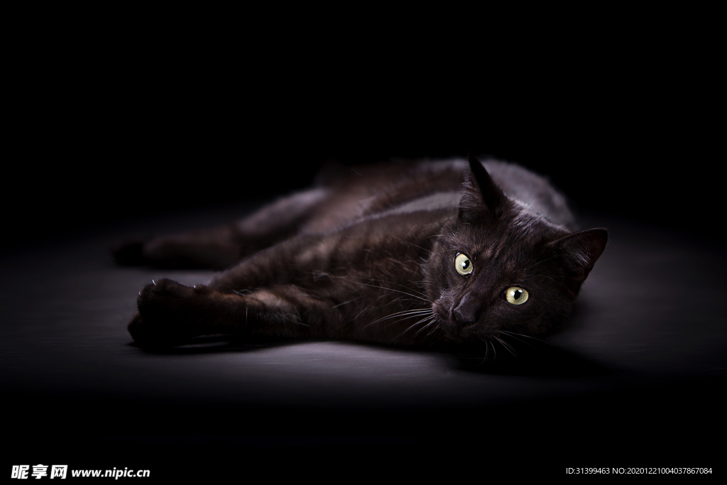 动物 宠物 狗 猫