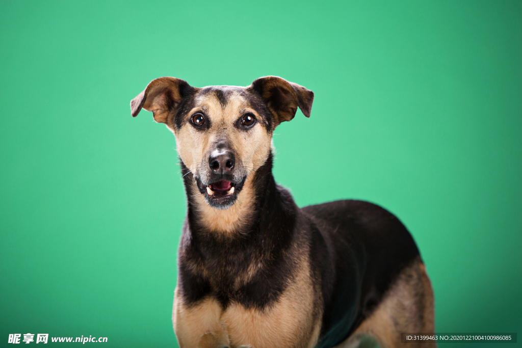 动物 宠物 狗 猫