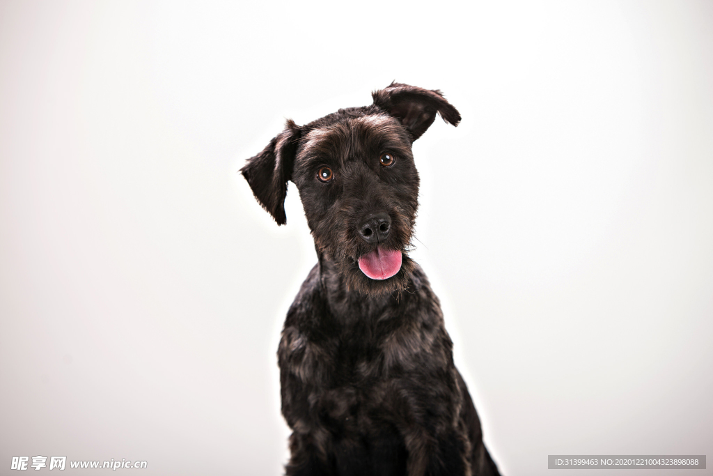 动物 宠物 狗 猫