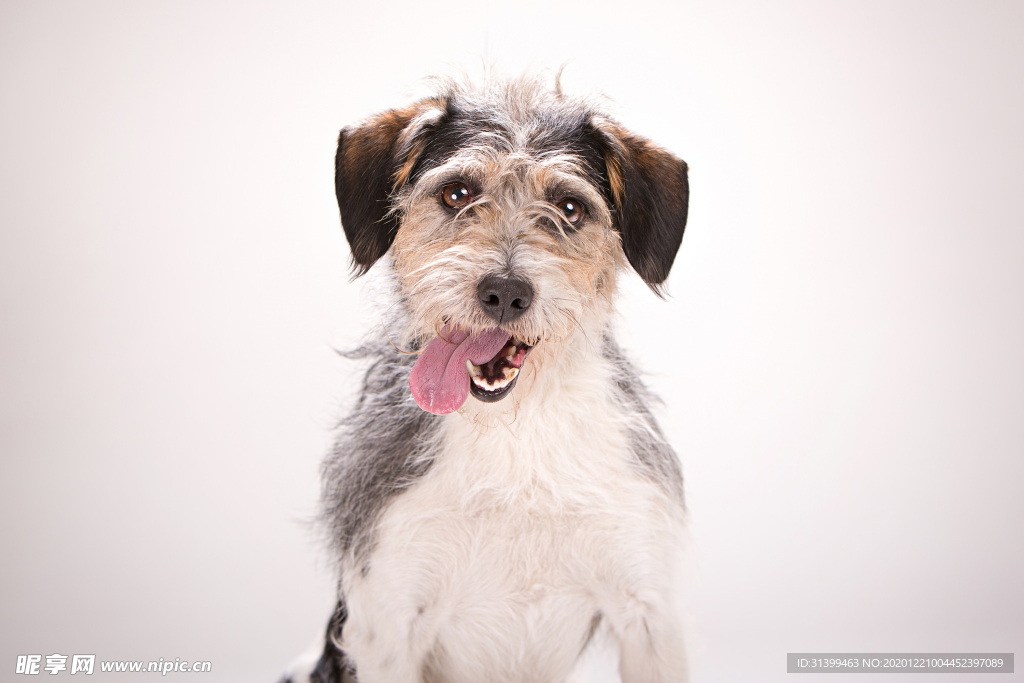 动物 宠物 狗 猫