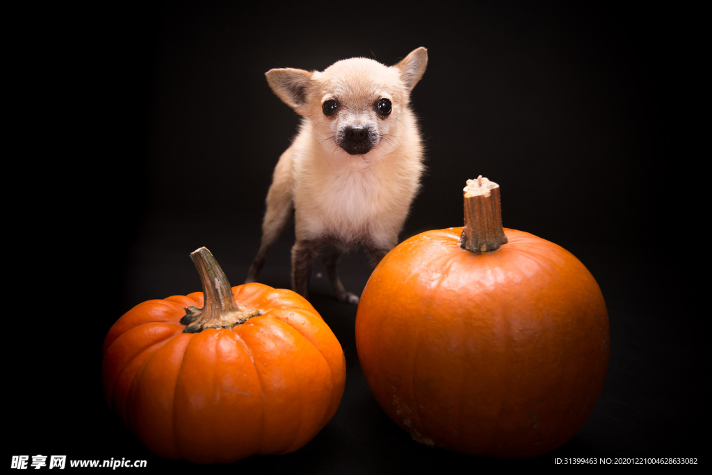 动物 宠物 狗 猫