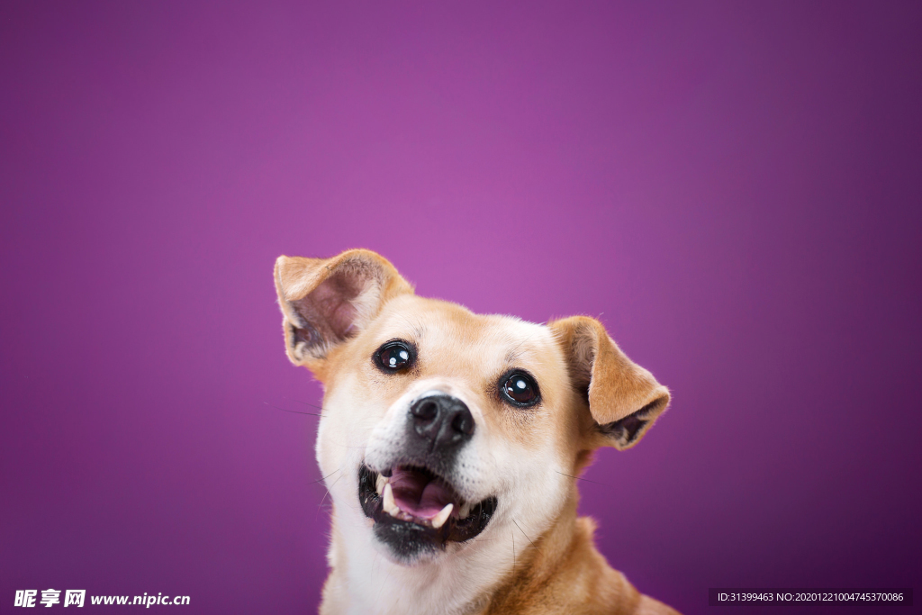 动物 宠物 狗 猫