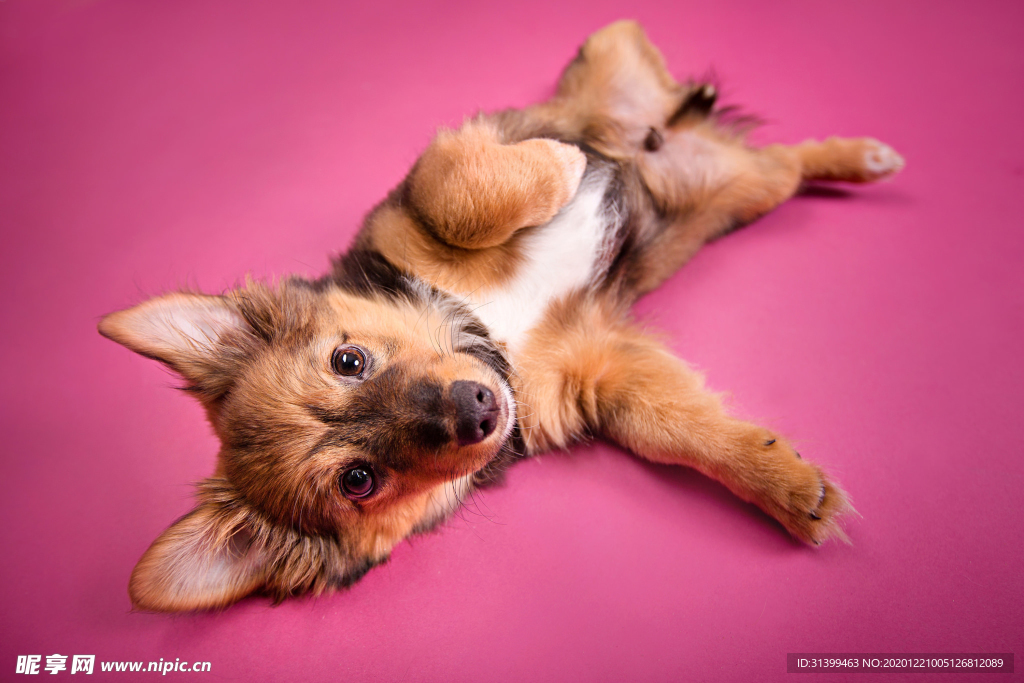 动物 宠物 狗 猫