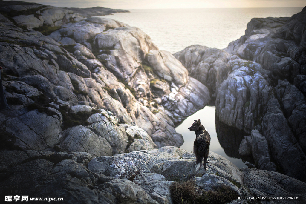 动物 宠物 狗 猫
