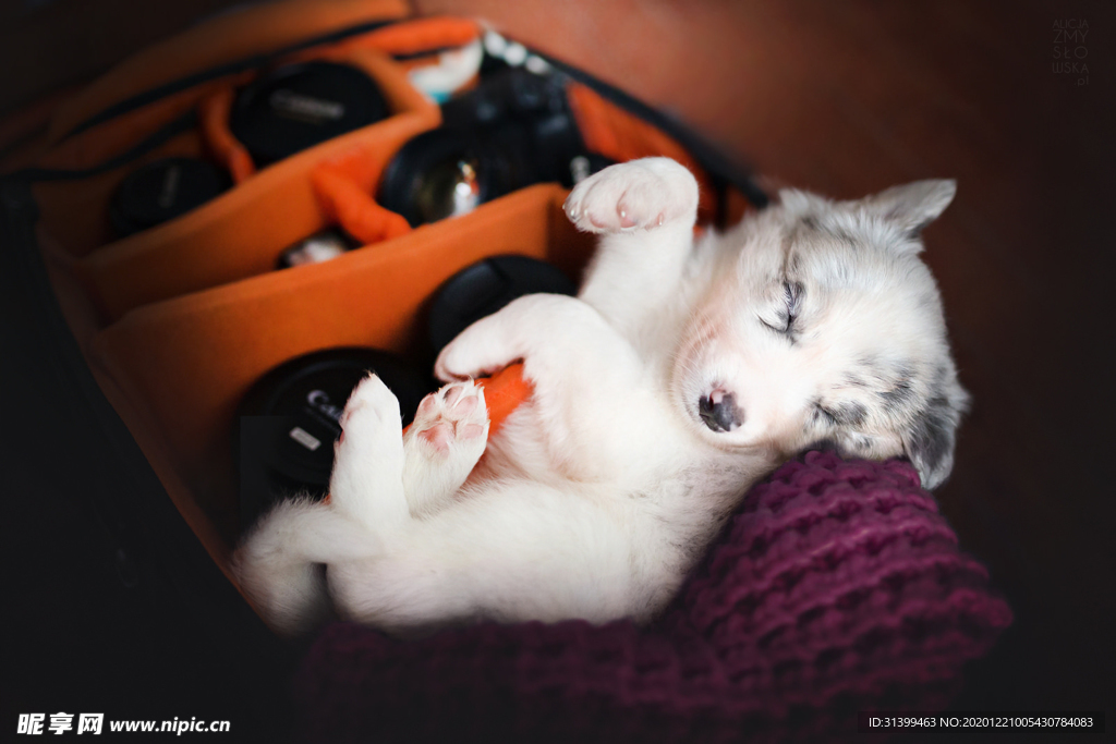 动物 宠物 狗 猫