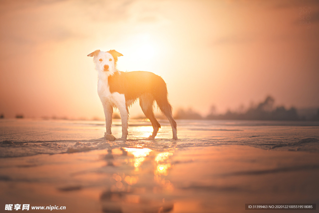 动物 宠物 狗 猫