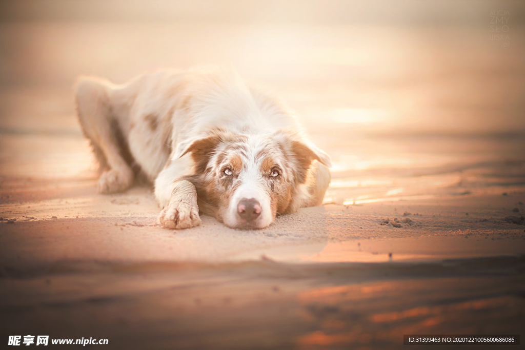 动物 宠物 狗 猫