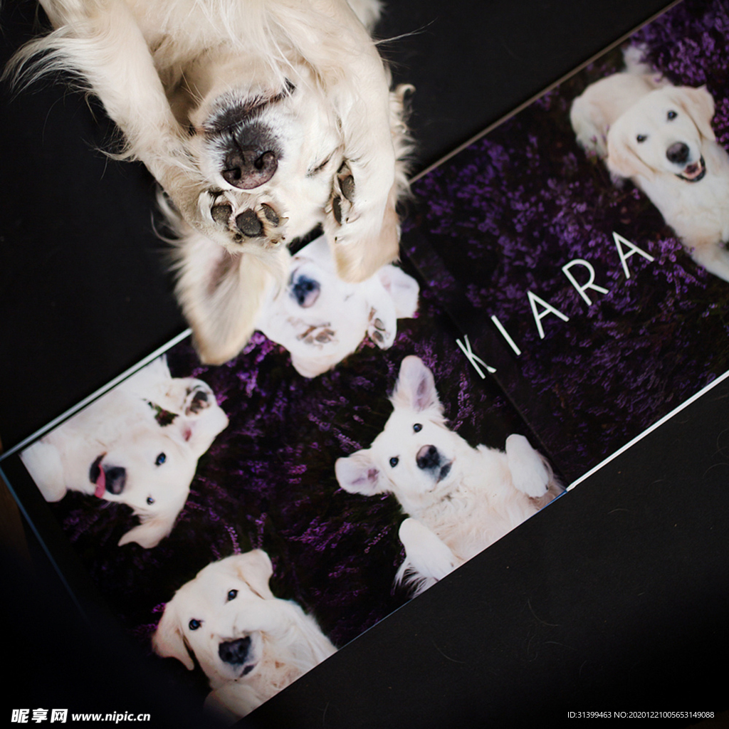 动物 宠物 狗 猫