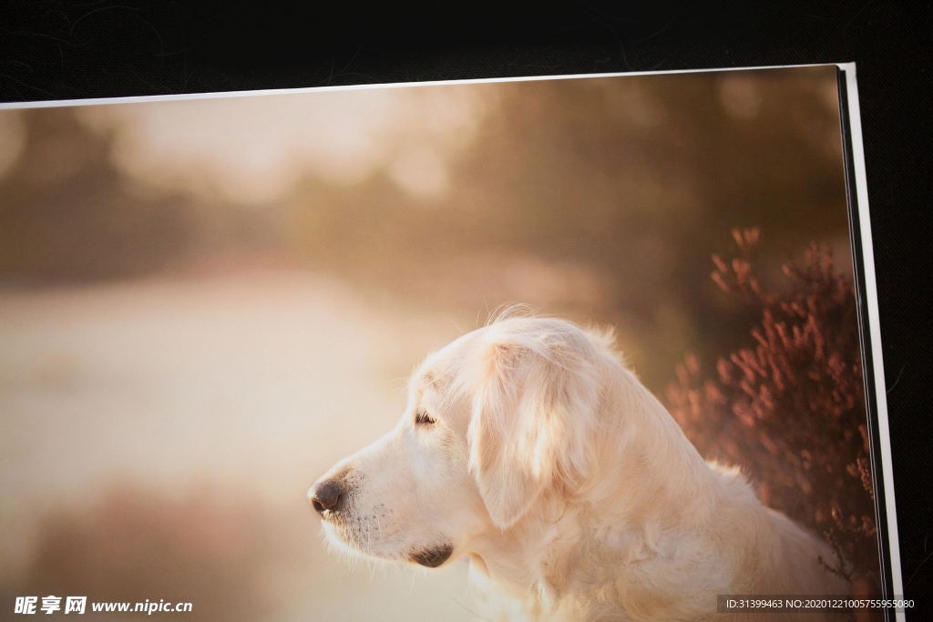 动物 宠物 狗 猫