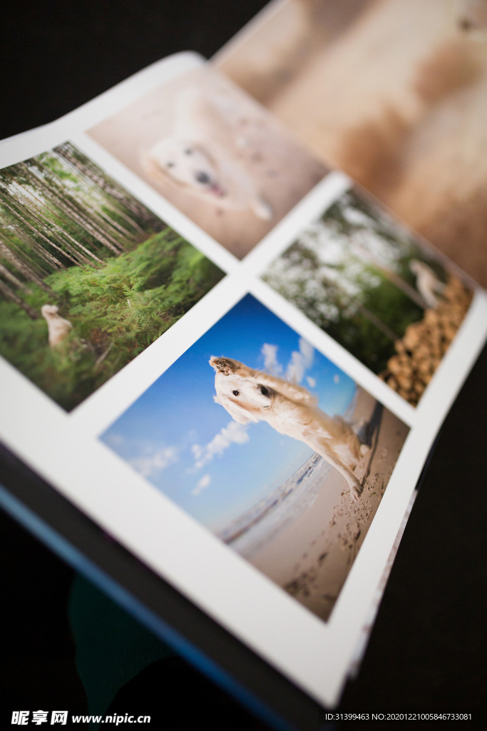 动物 宠物 狗 猫