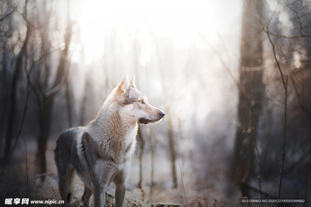 动物 宠物 狗 猫