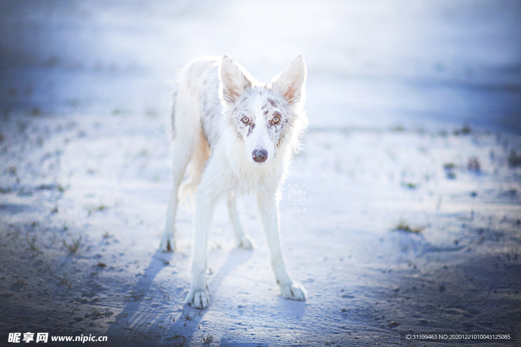 动物 宠物 狗 猫