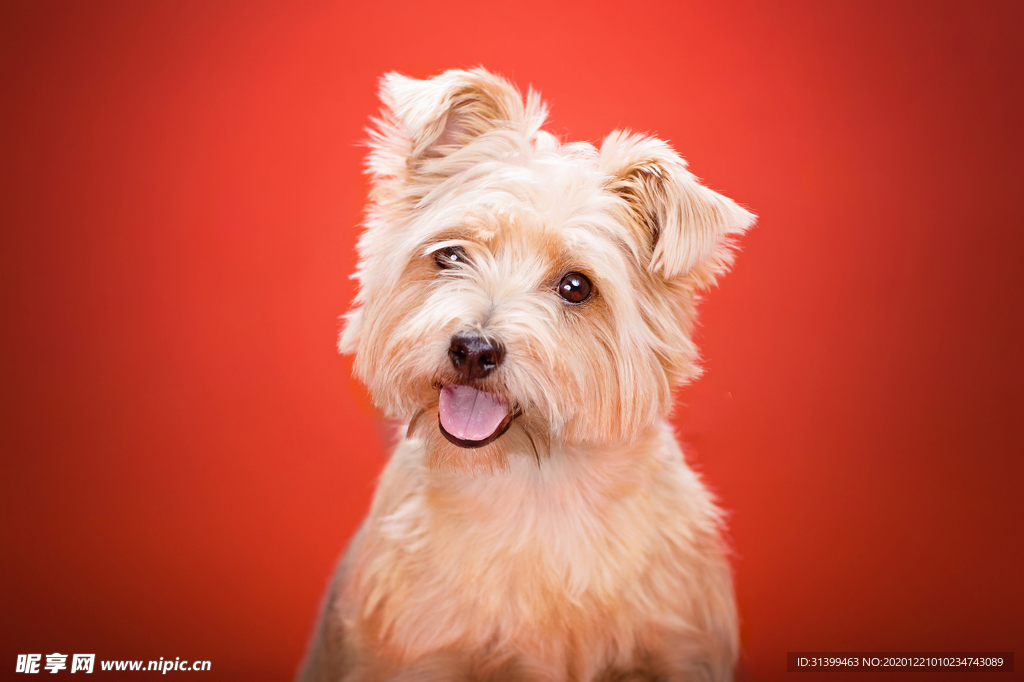 动物 宠物 狗 猫