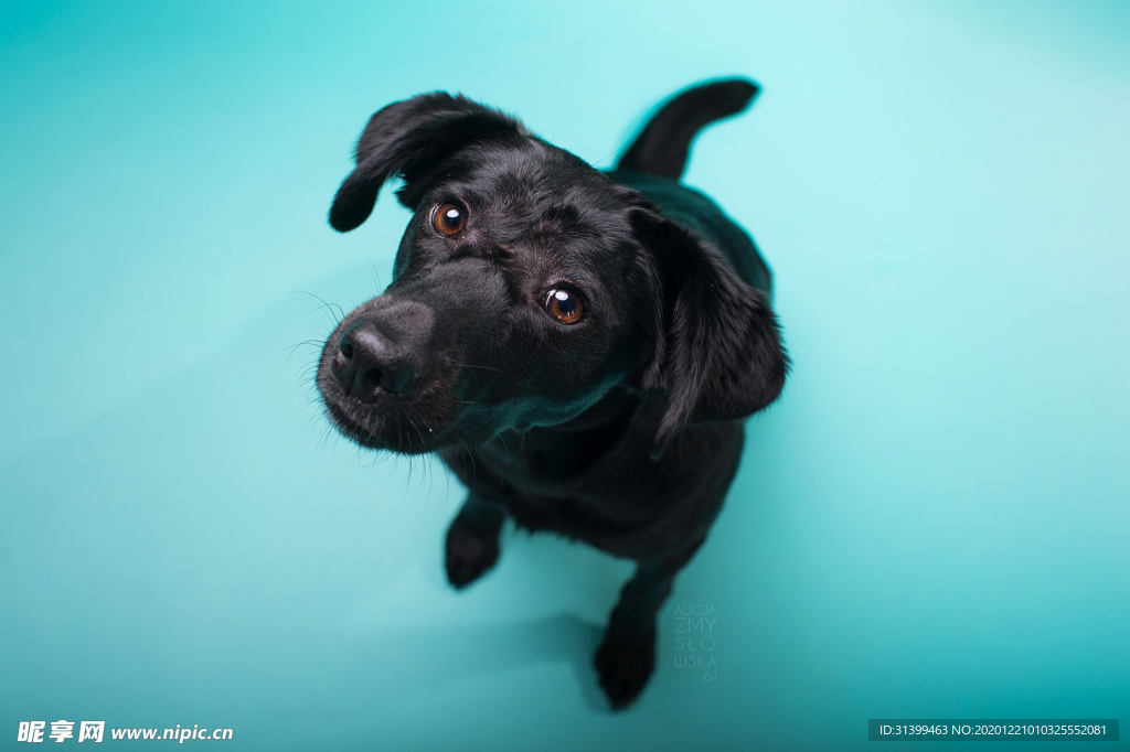 动物 宠物 狗 猫