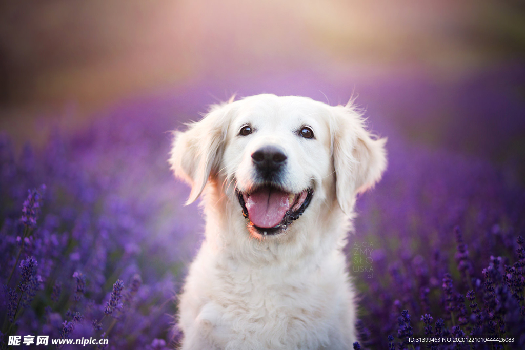 动物 宠物 狗 猫