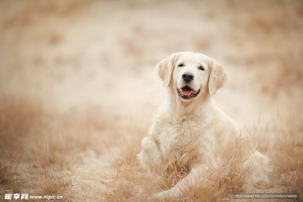 动物 宠物 狗 猫