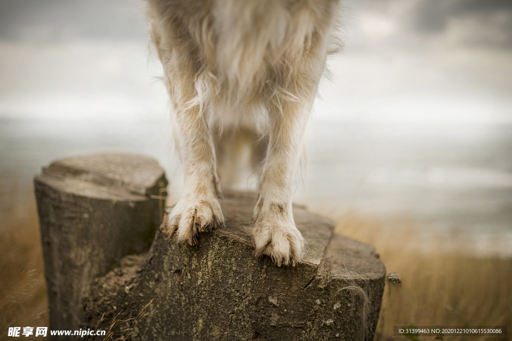 动物 宠物 狗 猫