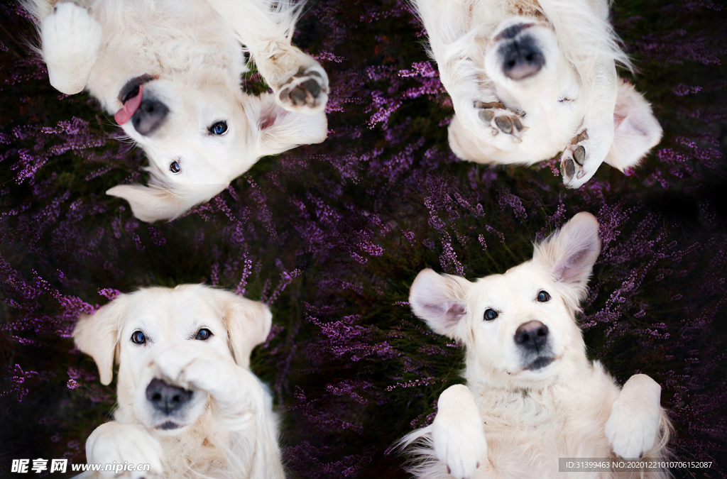 动物 宠物 狗 猫