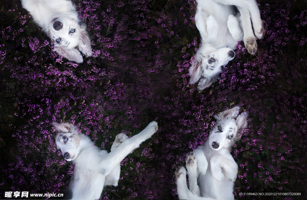 动物 宠物 狗 猫