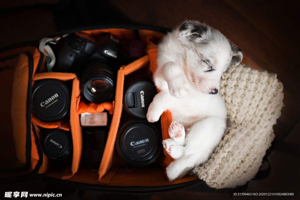 动物 宠物 狗 猫