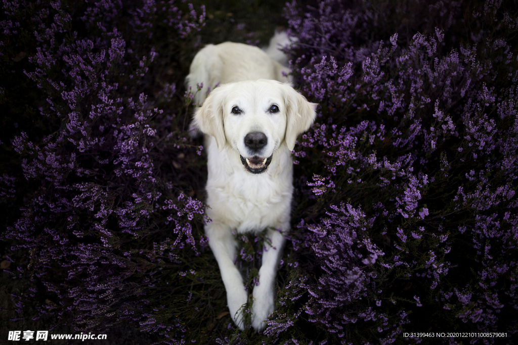 动物 宠物 狗 猫