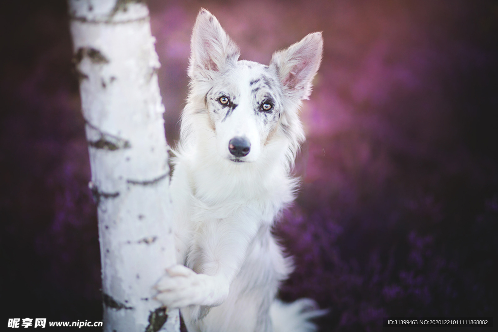 动物 宠物 狗 猫