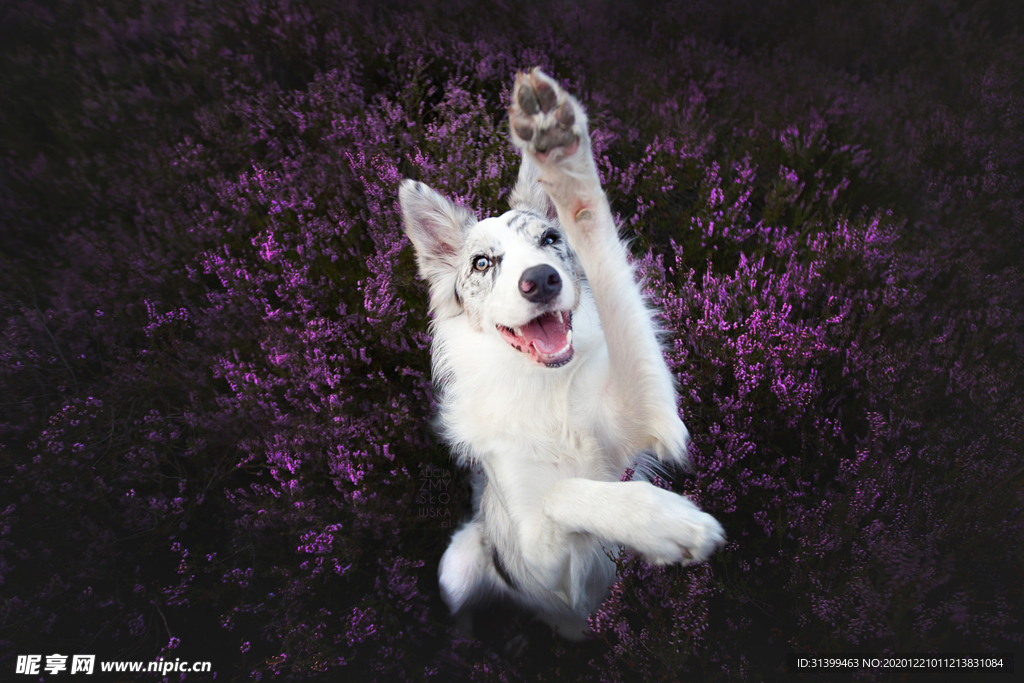 动物 宠物 狗 猫